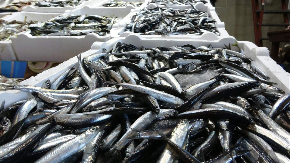 Sezon sona erdi, rakamlar ortaya çıktı! 20 ülkeye ihrac edildi, Türkiye'ye 9 milyon dolar geldi Sezon sona erdi, rakamlar ortaya çıktı! 20 ülkeye ihrac edildi, Türkiye'ye 9 milyon dolar geldi - 1. Resim