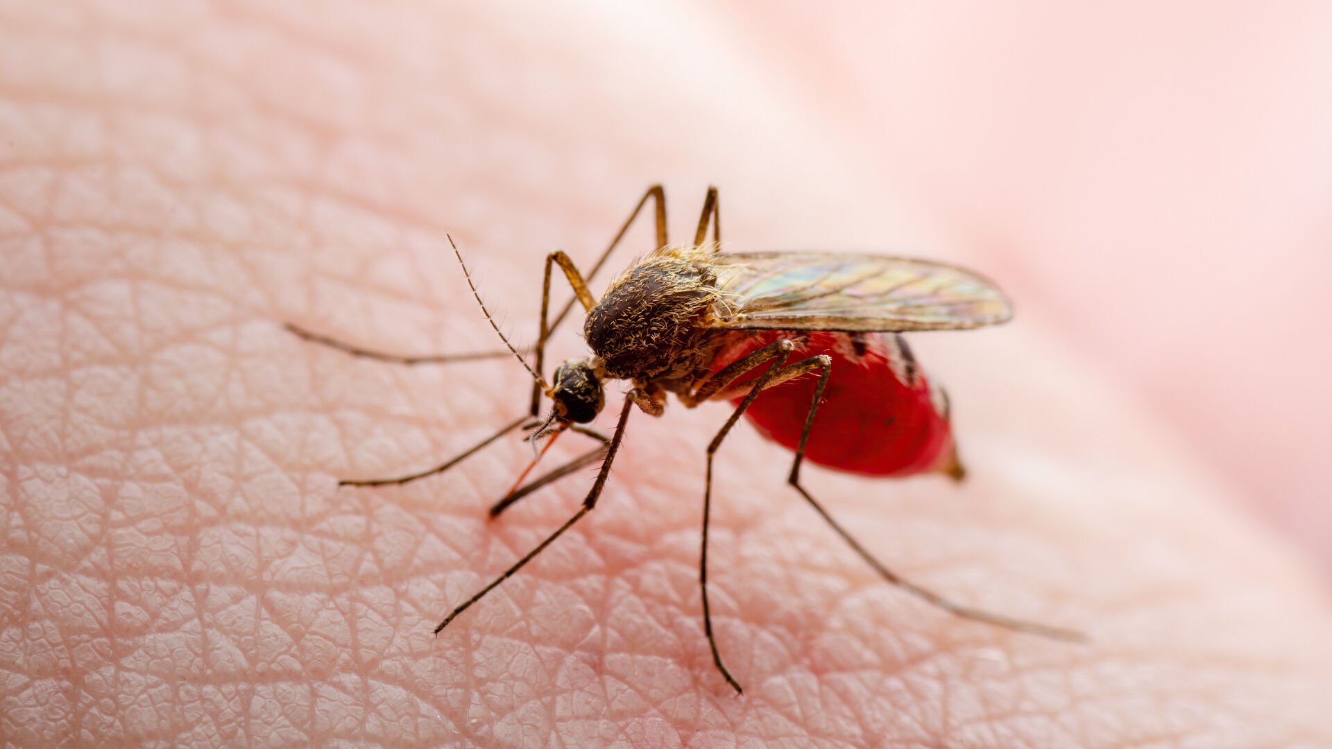 Ülkede acil durum ilan edildi! Humma hastalığından 34 ölüm - 3. Resim