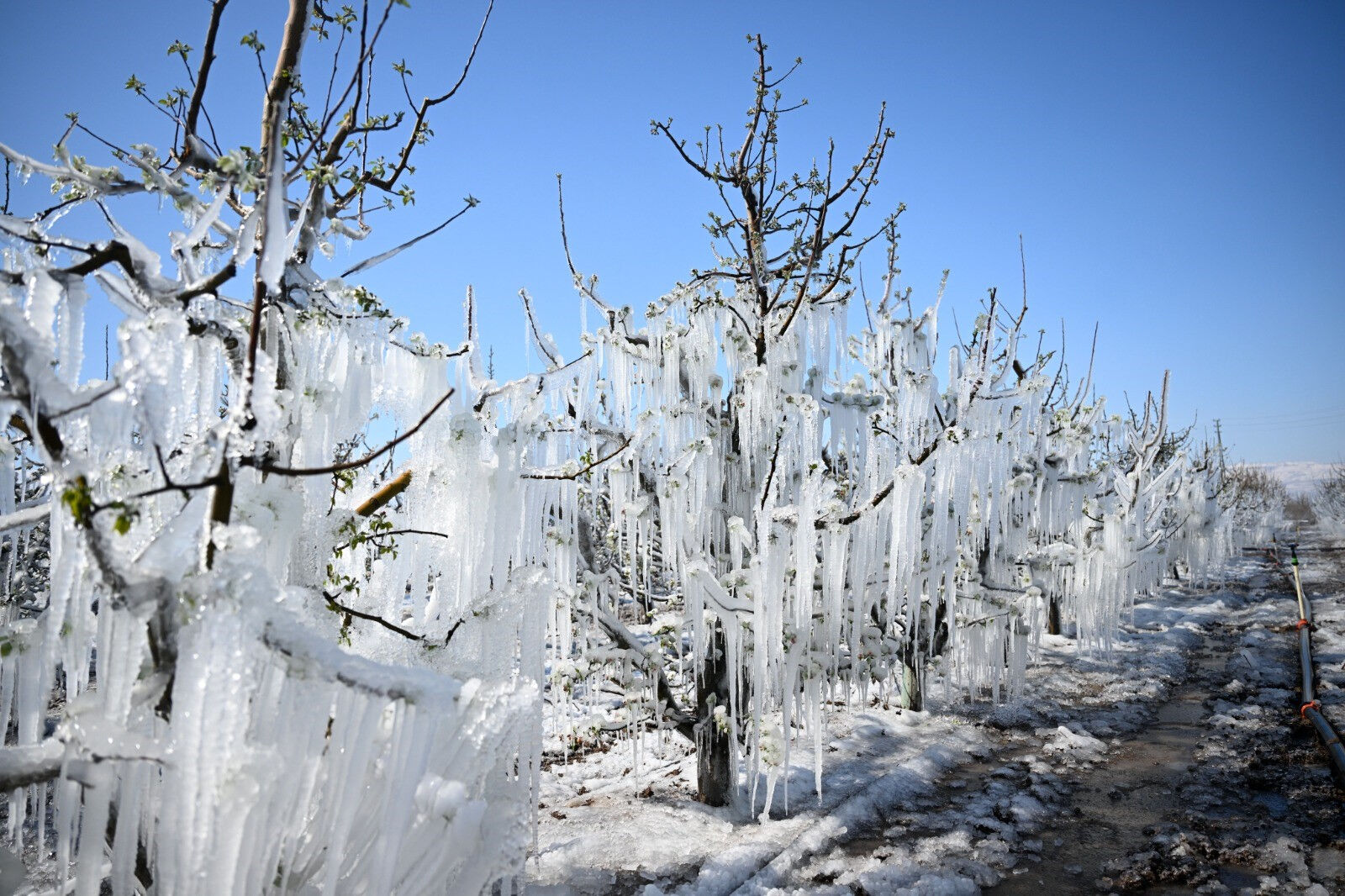 Fiyatları etkileyecek mi? Bakan Yumaklı ilk kez açıkladı, işte zirai dondan etkilenen 16 ürün Fiyatları etkileyecek mi? Bakan Yumaklı ilk kez açıkladı, işte zirai dondan etkilenen 16 ürün - 1. Resim