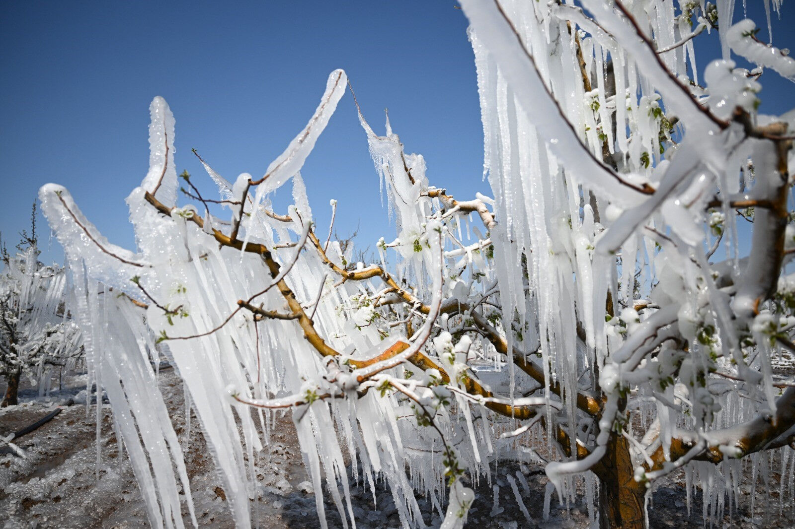 Fiyatları etkileyecek mi? Bakan Yumaklı ilk kez açıkladı, işte zirai dondan etkilenen 16 ürün Fiyatları etkileyecek mi? Bakan Yumaklı ilk kez açıkladı, işte zirai dondan etkilenen 16 ürün - 2. Resim