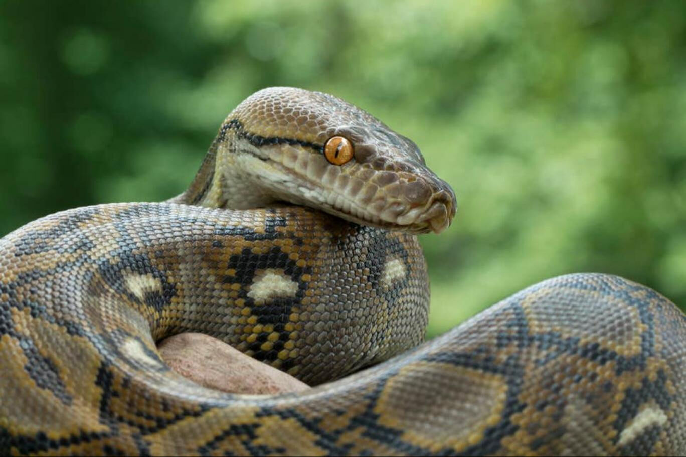 Polis bile şaşırdı! Aracın içinden çeşit çeşit zehirli yılan çıktı - 2. Resim