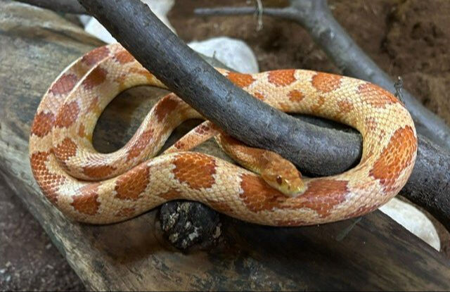 Polis bile şaşırdı! Aracın içinden çeşit çeşit zehirli yılan çıktı - 1. Resim