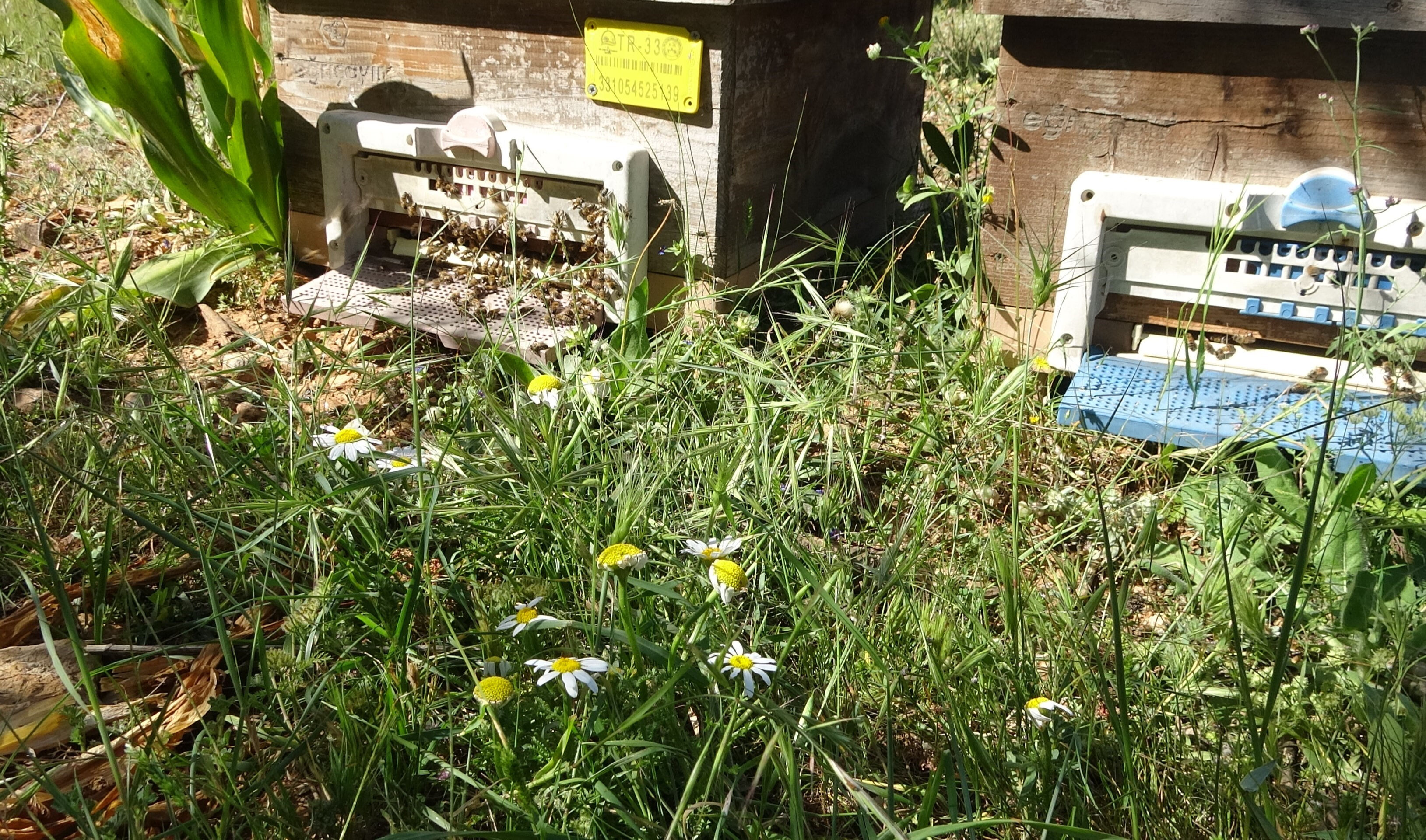 Faydaları saymakla bitmiyor! Üretici peşinden koşuyor, kilo fiyatı dudak uçuklattı Faydaları saymakla bitmiyor! Üretici peşinden koşuyor, kilo fiyatı dudak uçuklattı - 3. Resim