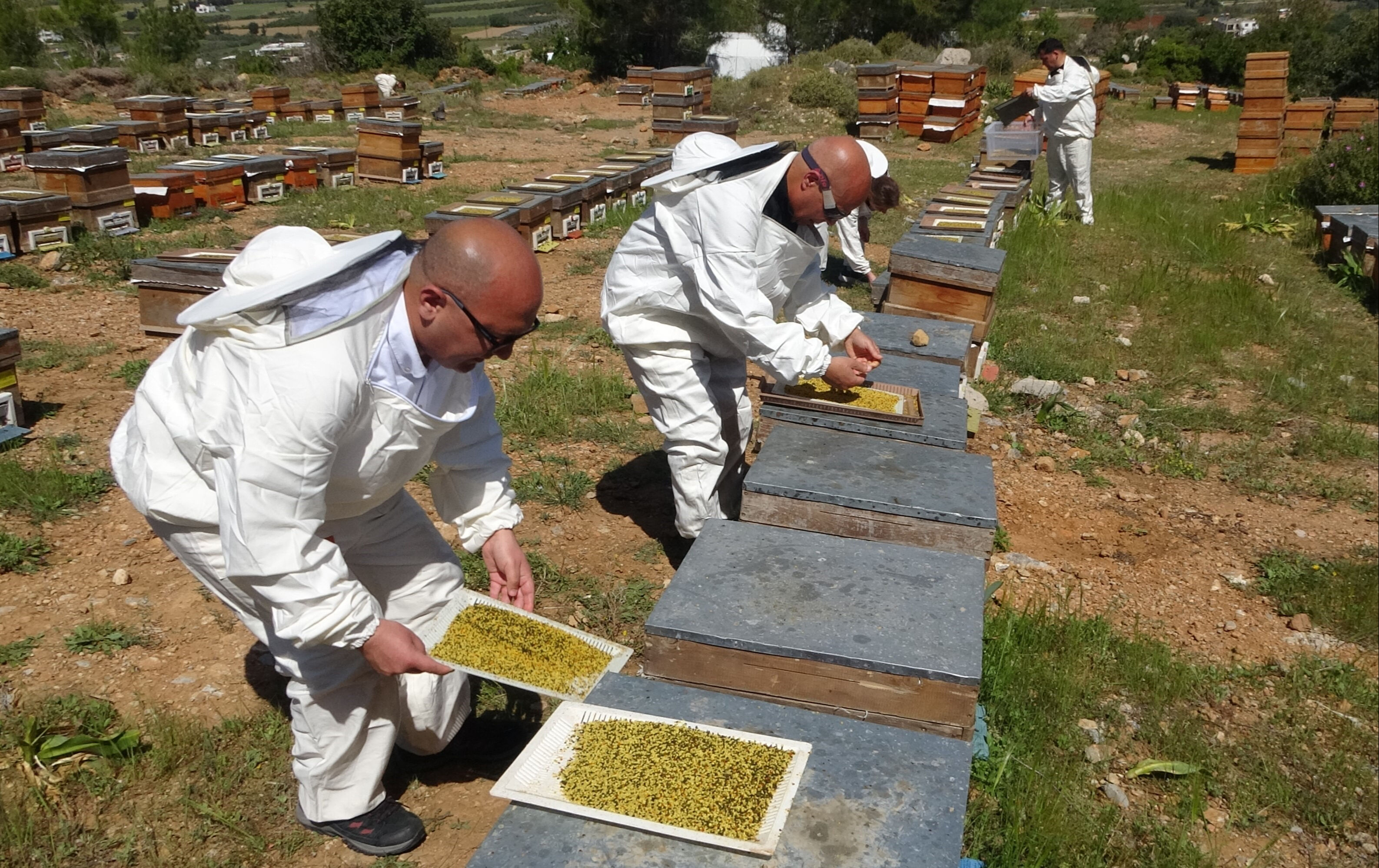 Faydaları saymakla bitmiyor! Üretici peşinden koşuyor, kilo fiyatı dudak uçuklattı Faydaları saymakla bitmiyor! Üretici peşinden koşuyor, kilo fiyatı dudak uçuklattı - 1. Resim