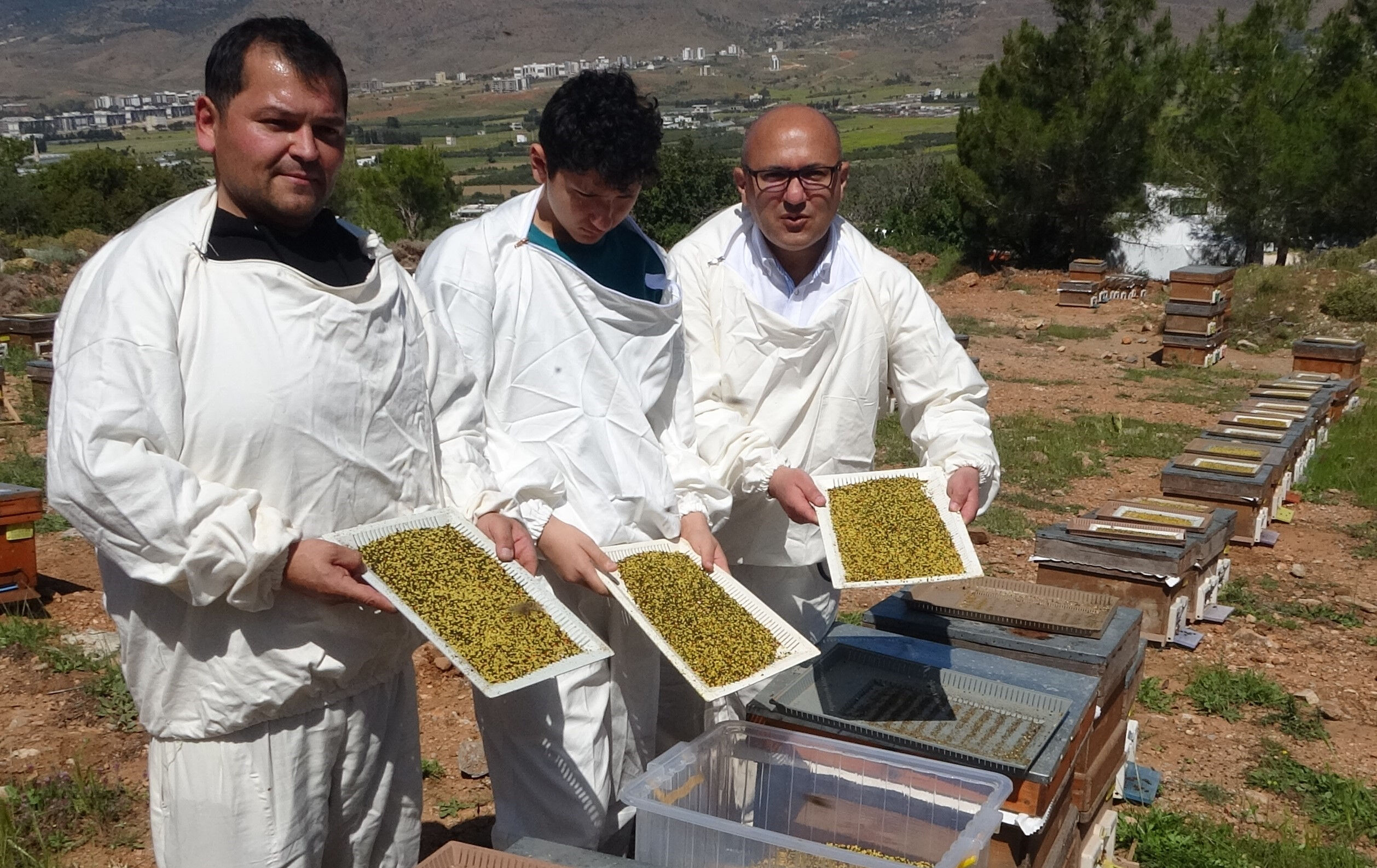 Faydaları saymakla bitmiyor! Üretici peşinden koşuyor, kilo fiyatı dudak uçuklattı Faydaları saymakla bitmiyor! Üretici peşinden koşuyor, kilo fiyatı dudak uçuklattı - 2. Resim