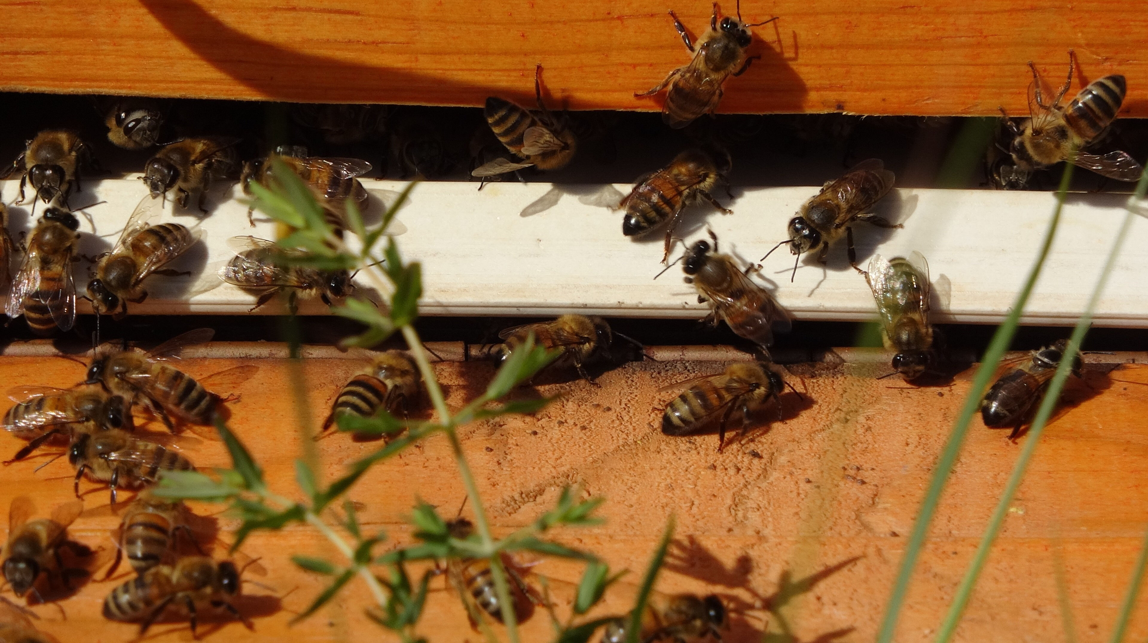 Faydaları saymakla bitmiyor! Üretici peşinden koşuyor, kilo fiyatı dudak uçuklattı Faydaları saymakla bitmiyor! Üretici peşinden koşuyor, kilo fiyatı dudak uçuklattı - 4. Resim