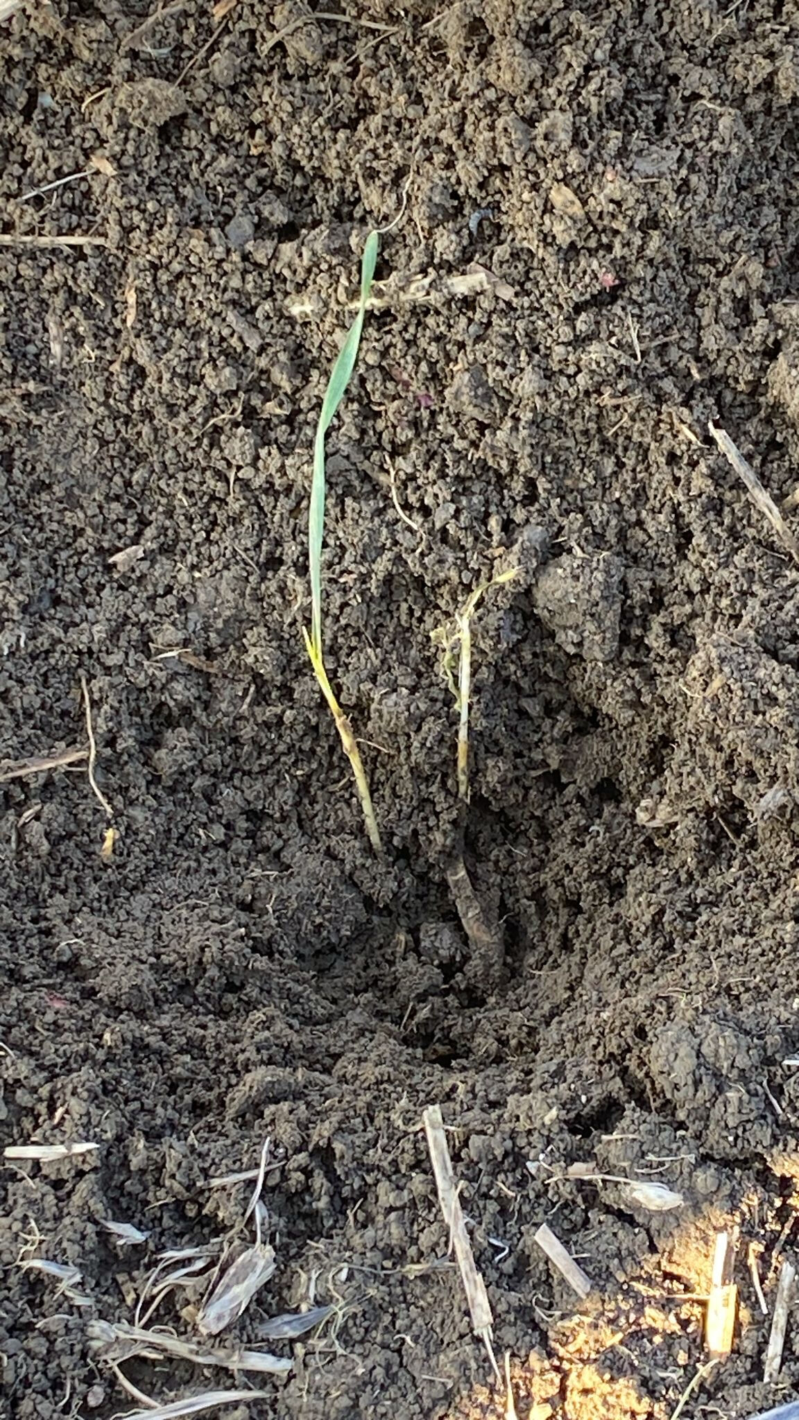 İsmi duyulmayan böcekler ortaya çıkacak! Tarlalar için tehlike çanları çalıyor... Bu sene çok farklı - 3. Resim