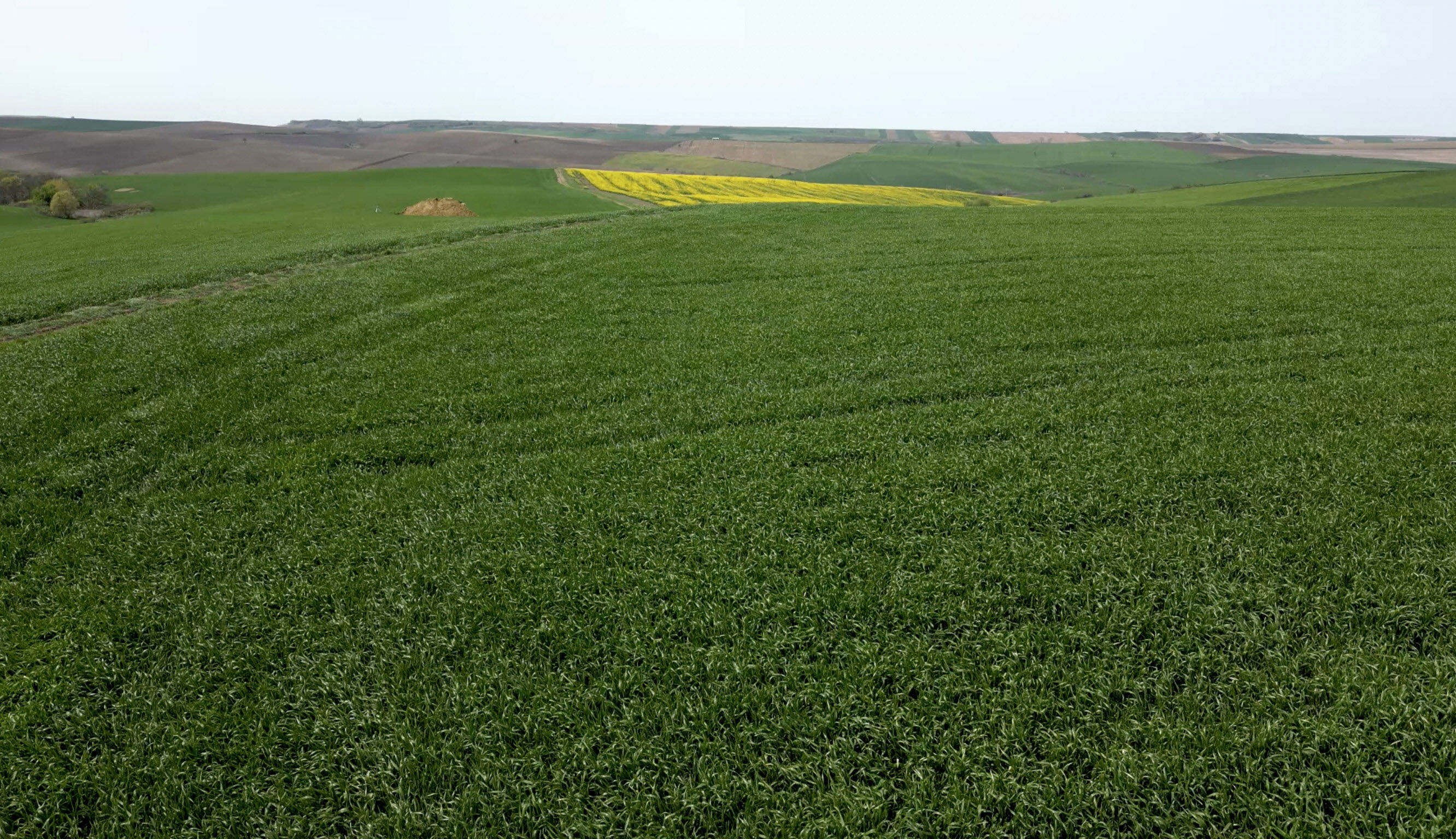 İsmi duyulmayan böcekler ortaya çıkacak! Tarlalar için tehlike çanları çalıyor... Bu sene çok farklı - 1. Resim