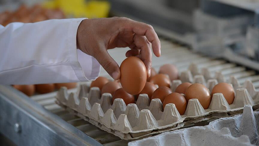 Kahverengi yumurtalara veda mı ediyoruz? Raflarda sadece beyaz yumurta olabilir! - 1. Resim