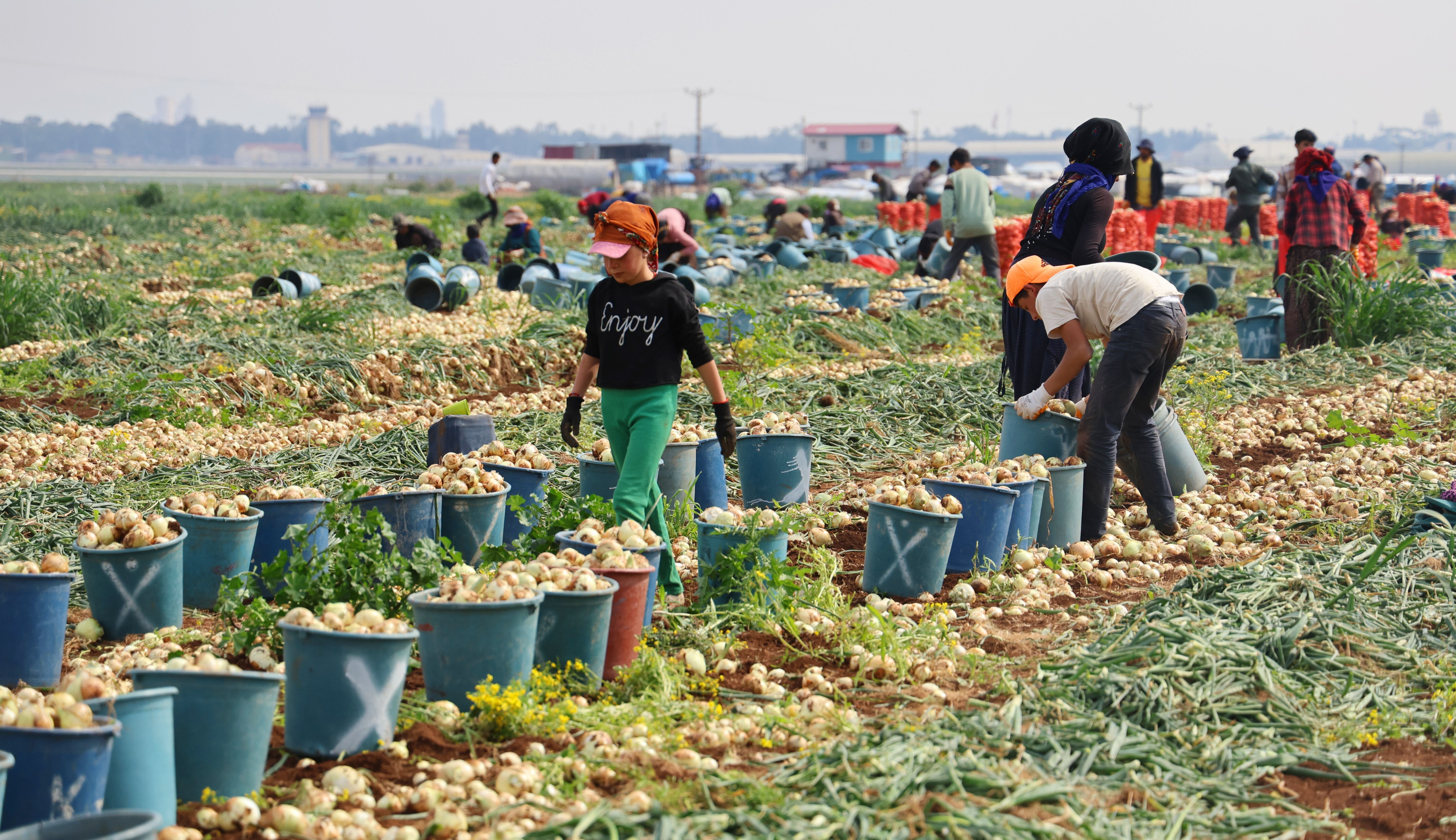 20 liradan satılıyordu! Tarlada fiyatı 7-8 liraya kadar düştü - 2. Resim
