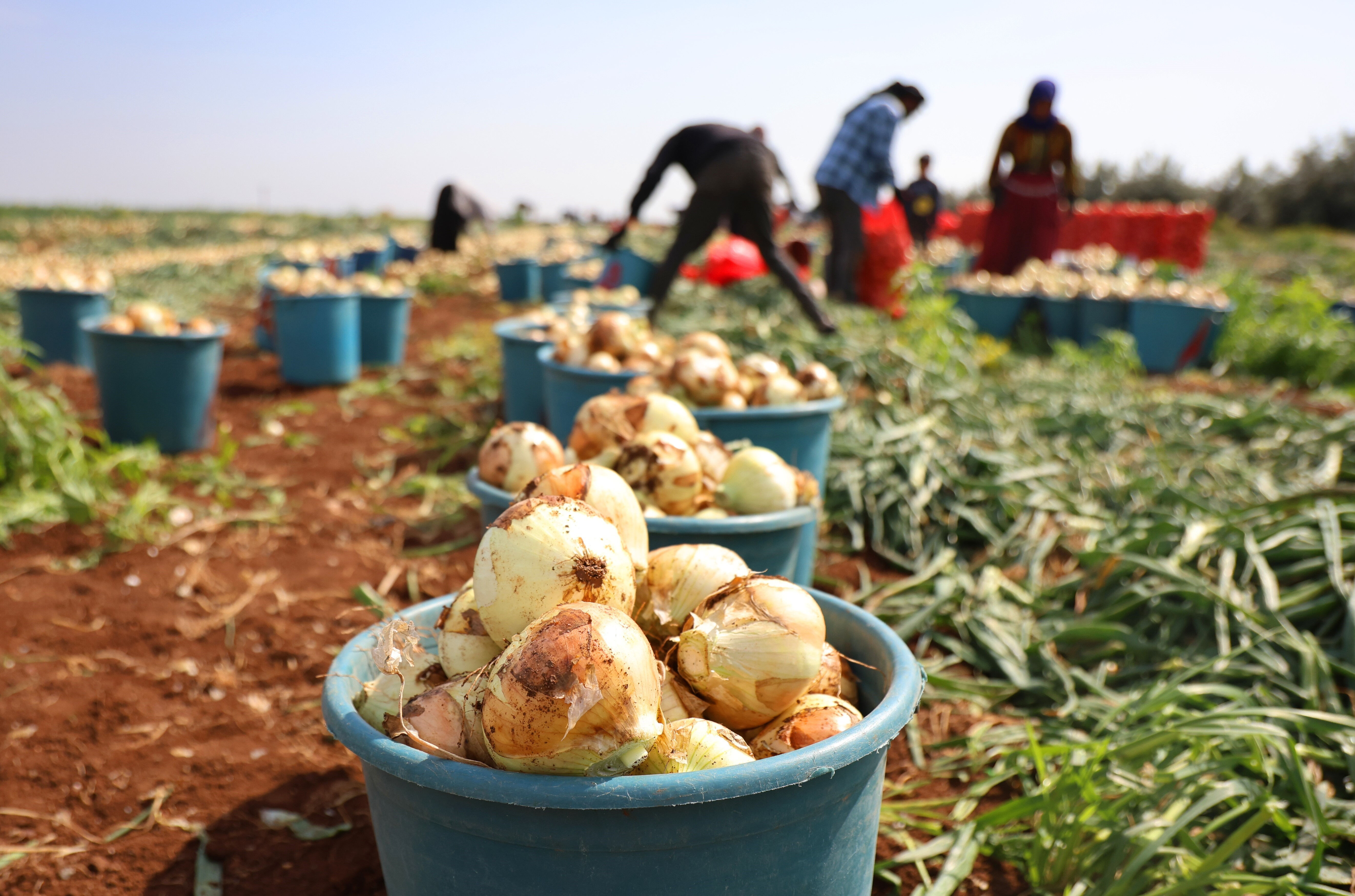 20 liradan satılıyordu! Tarlada fiyatı 7-8 liraya kadar düştü - 1. Resim
