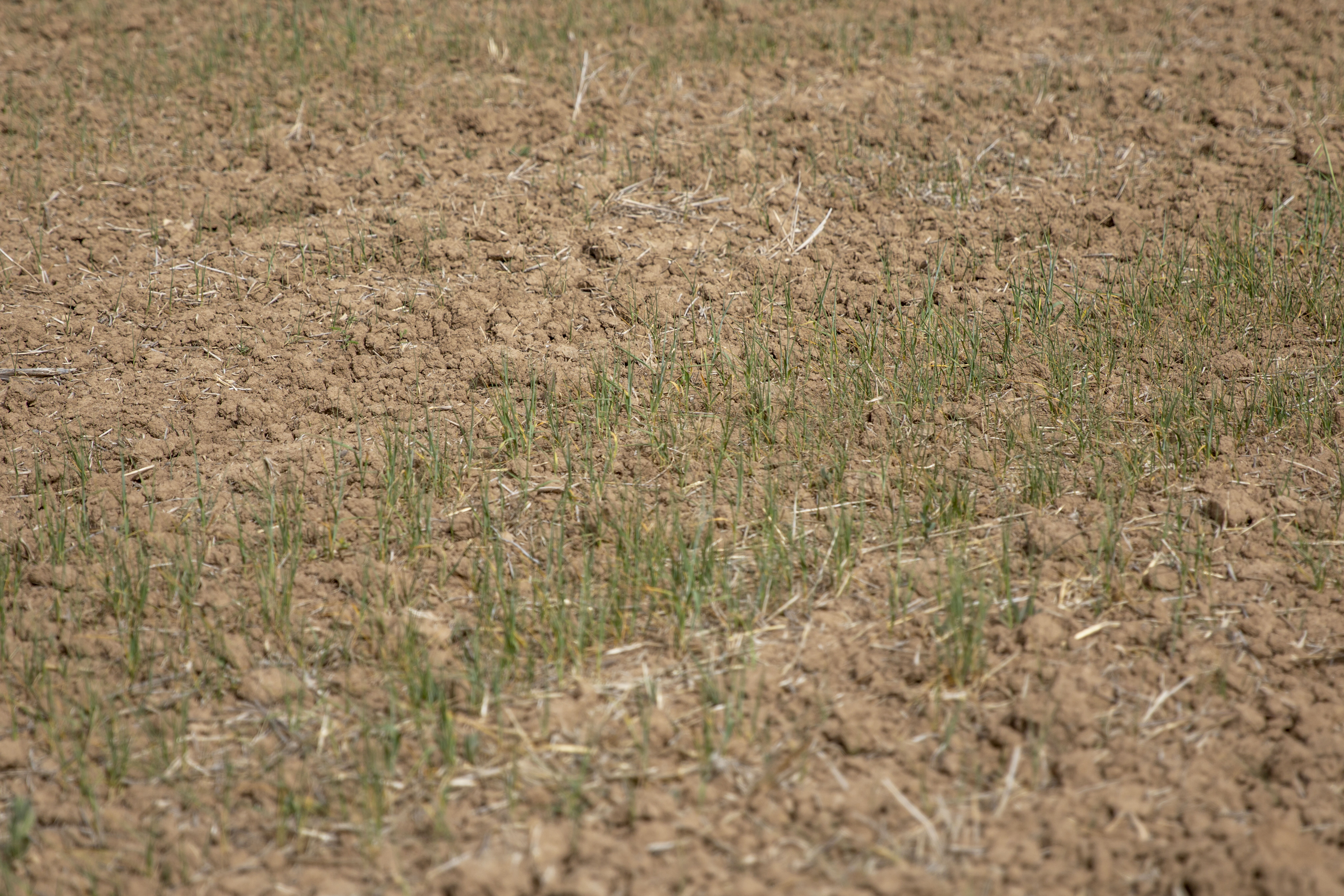 En son 1960'da böylesi görüldü! Rekorlar kırıldı, alarm zilleri çaldı - 1. Resim