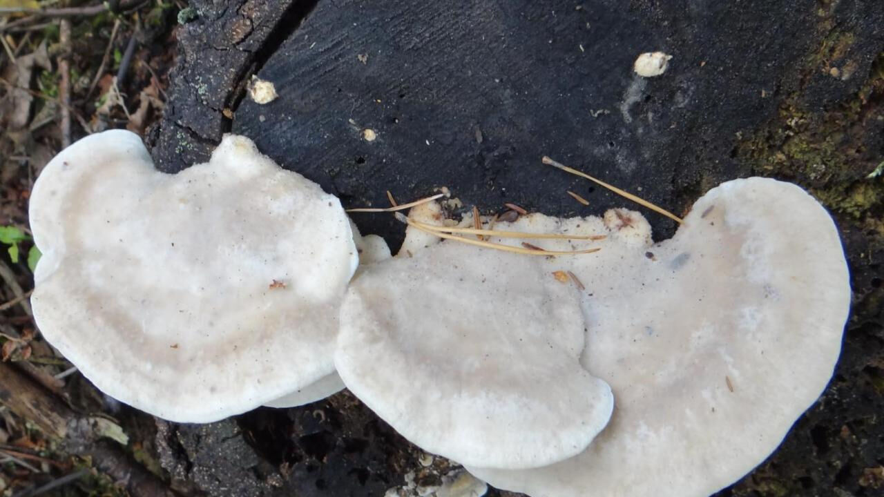 Ne biber ne isot...Dünyanın en acı maddesi belli oldu! - 1. Resim