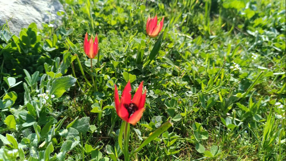 Senede bir kere a&ccedil;ıp 10 g&uuml;n yaşıyor! Koparmanın cezası bu yıl 557 bin TL oldu - 4. Resim