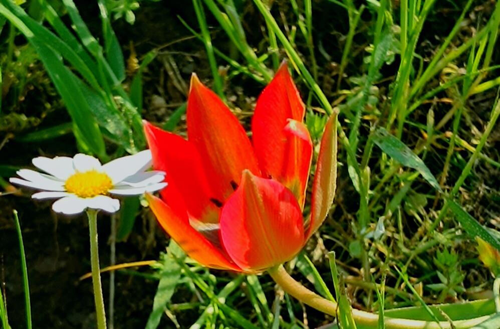 Senede bir kere a&ccedil;ıp 10 g&uuml;n yaşıyor! Koparmanın cezası bu yıl 557 bin TL oldu - 1. Resim