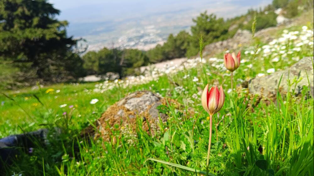 Senede bir kere a&ccedil;ıp 10 g&uuml;n yaşıyor! Koparmanın cezası bu yıl 557 bin TL oldu - 3. Resim