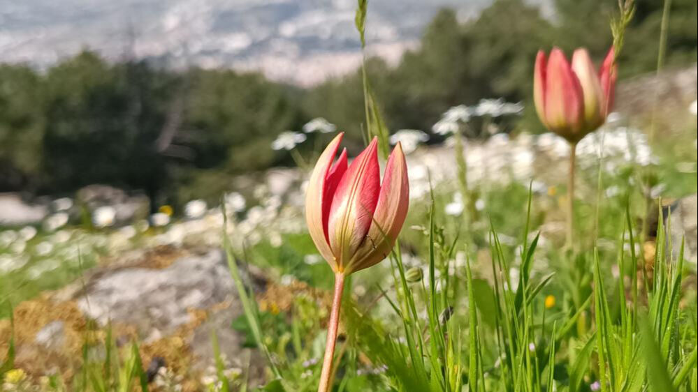 Senede bir kere a&ccedil;ıp 10 g&uuml;n yaşıyor! Koparmanın cezası bu yıl 557 bin TL oldu - 2. Resim