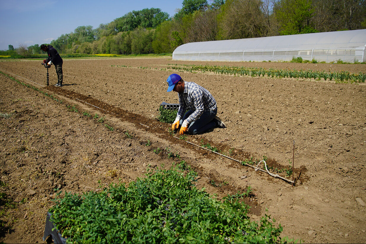'Efsane renk' doğduğu topraklarda yeniden gündemde! Edirne kırmızısında son durum 'Efsane renk' doğduğu topraklarda yeniden gündemde! Edirne kırmızısında son durum - 1. Resim