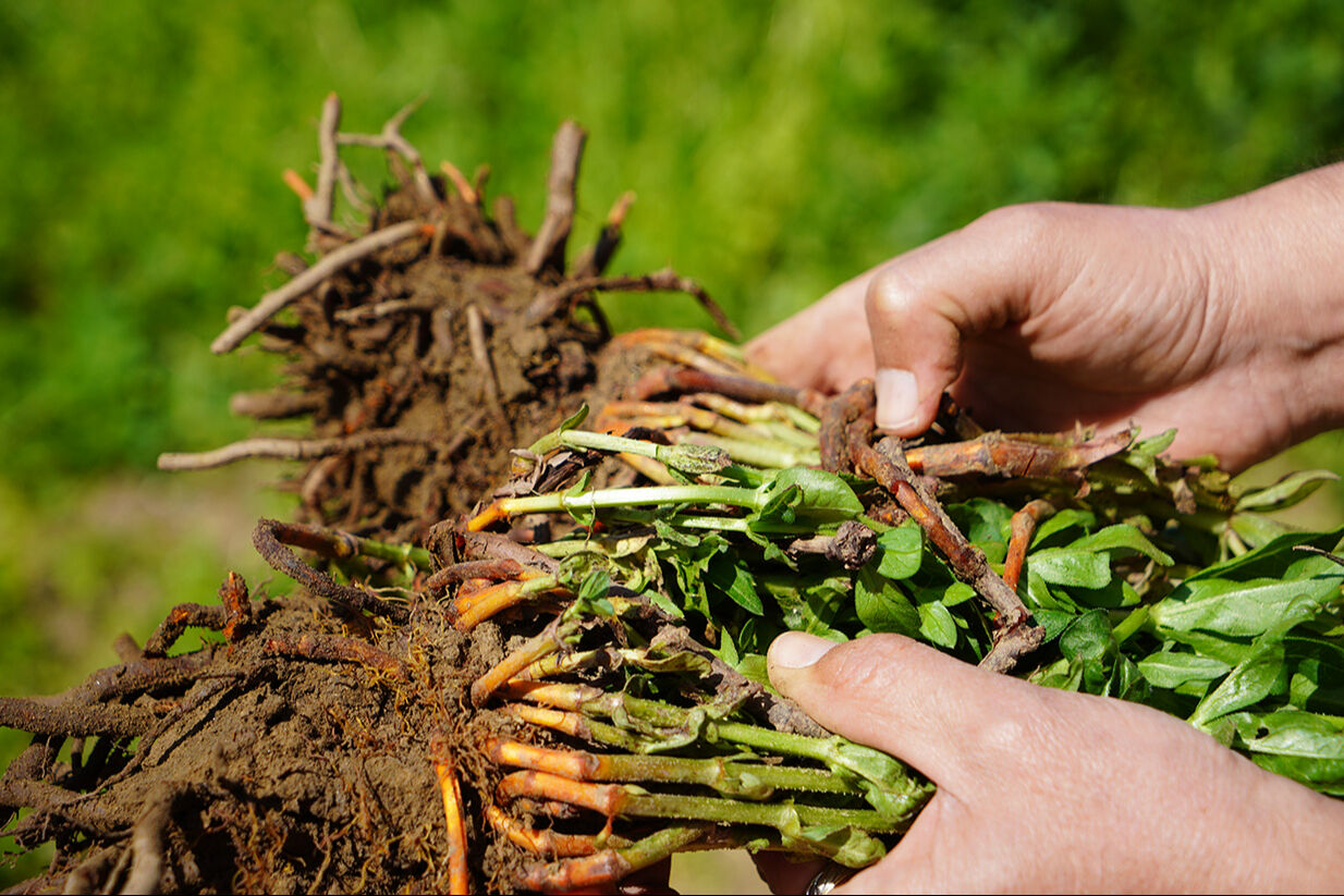 'Efsane renk' doğduğu topraklarda yeniden gündemde! Edirne kırmızısında son durum 'Efsane renk' doğduğu topraklarda yeniden gündemde! Edirne kırmızısında son durum - 4. Resim