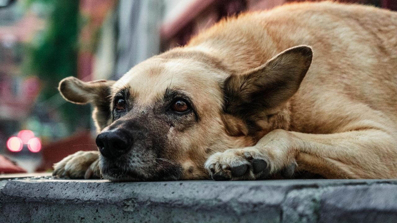 Hayvanlar depremi önceden hisseder mi? Deprem anında kedi, köpek ve kuş sesleri araştırılıyor Hayvanlar depremi önceden hisseder mi? Deprem anında kedi, köpek ve kuş sesleri araştırılıyor - 2. Resim