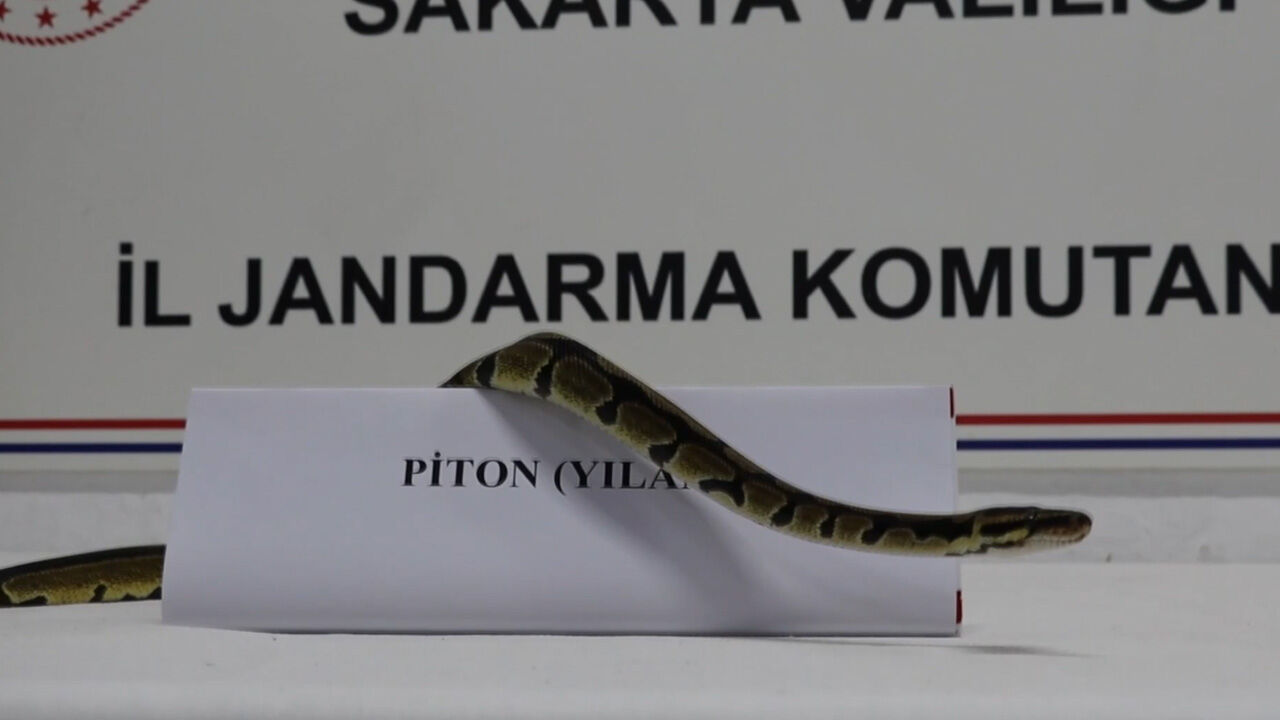 Avını boğarak öldüren 'kraliyet pitonu' ekipleri harekete geçti! Yılanı görenler şoke oldu - 1. Resim