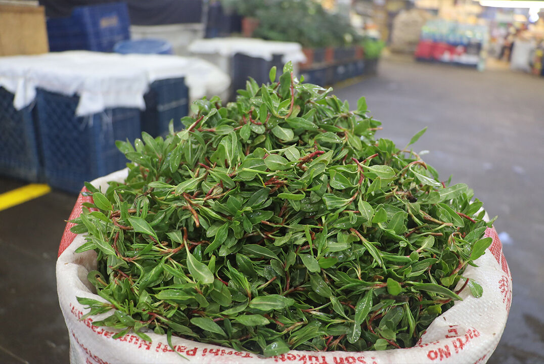 Bir ilin vazgeçilmezi... Bu ot kendiliğinden yetişiyor! Kilosu 150 TL talep çok yoğun - 1. Resim