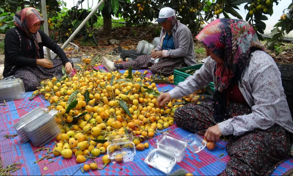 "Sarı altında" hasat başladı! Piyasaya 90 liradan giriş yaptı  "Sarı altında" hasat başladı! Piyasaya 90 liradan giriş yaptı  - 3. Resim
