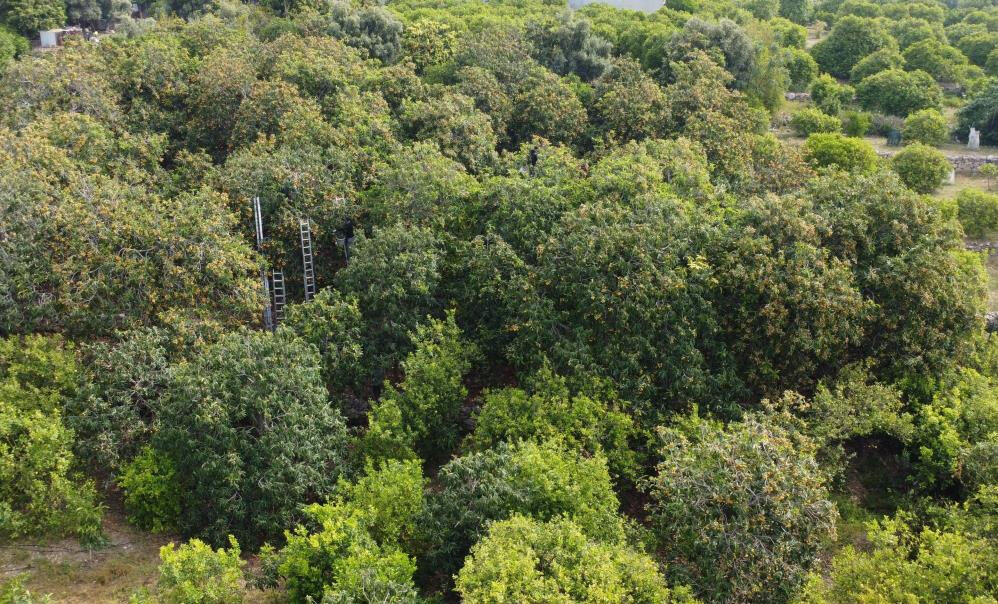 "Sarı altında" hasat başladı! Piyasaya 90 liradan giriş yaptı  "Sarı altında" hasat başladı! Piyasaya 90 liradan giriş yaptı  - 2. Resim