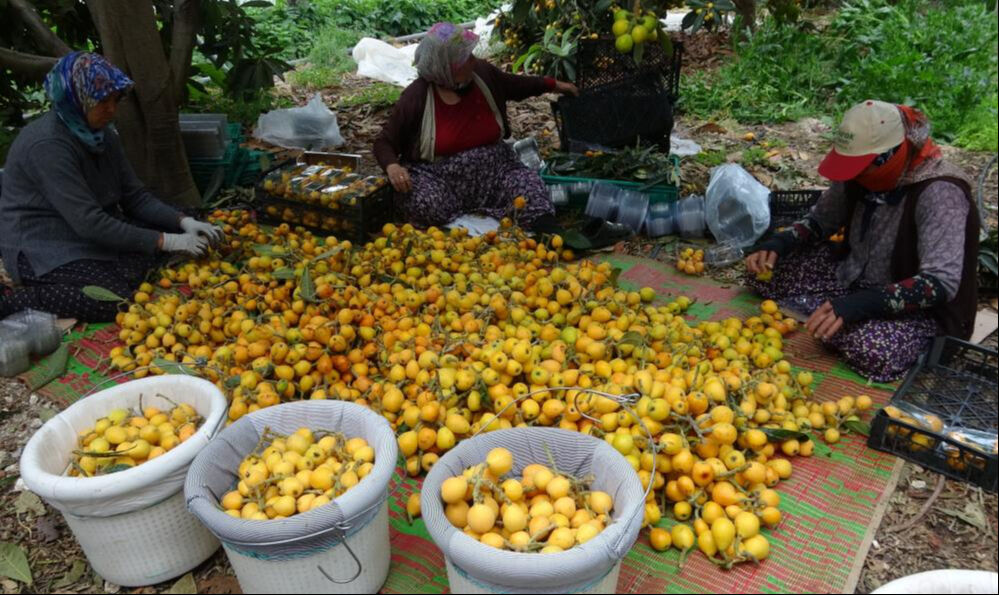 "Sarı altında" hasat başladı! Piyasaya 90 liradan giriş yaptı  "Sarı altında" hasat başladı! Piyasaya 90 liradan giriş yaptı  - 1. Resim