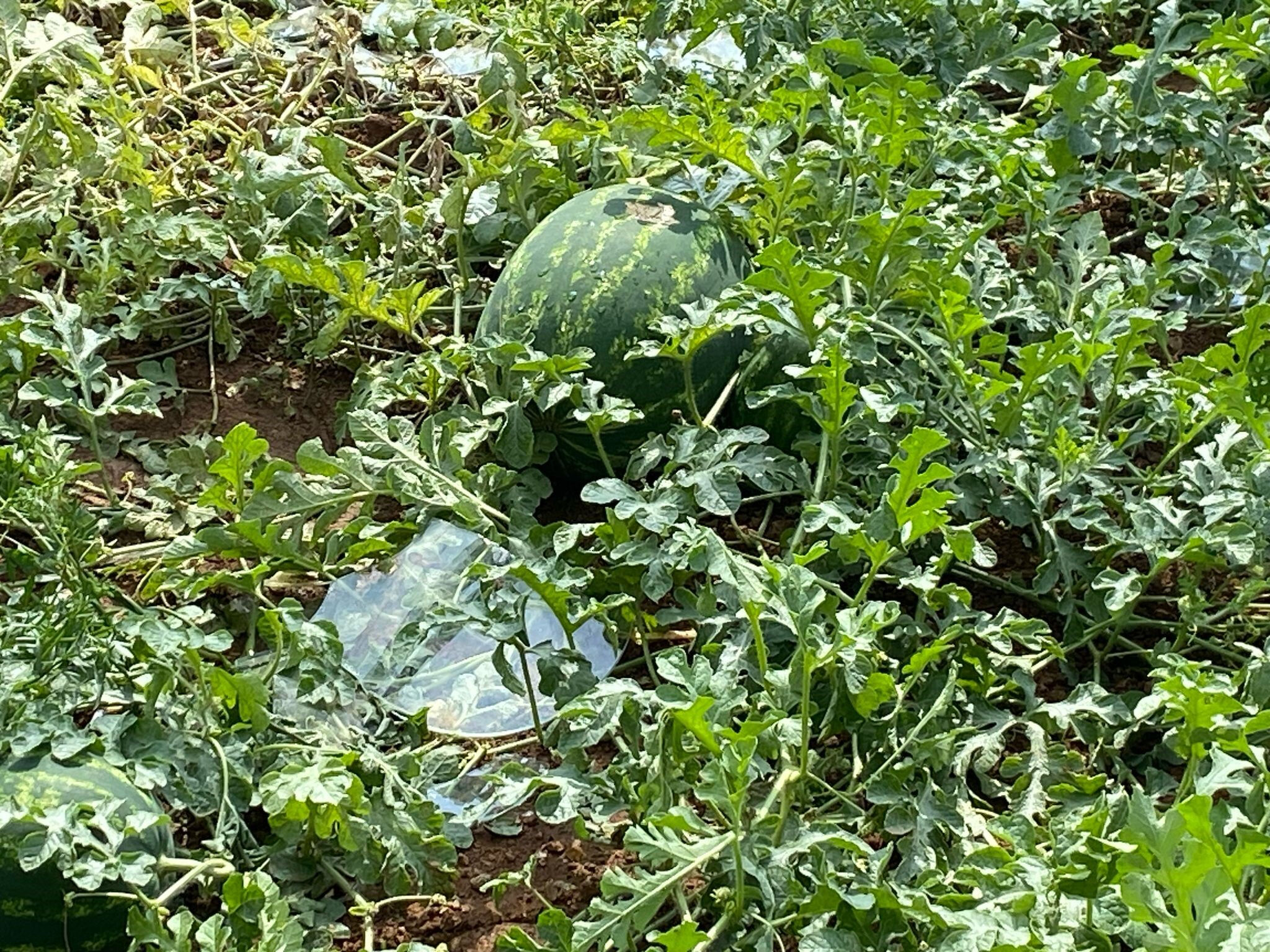 Serikliler bir gecede kabusu yaşadı: Sabah uyandıklarında neye uğradıklarını şaşırdılar - 2. Resim