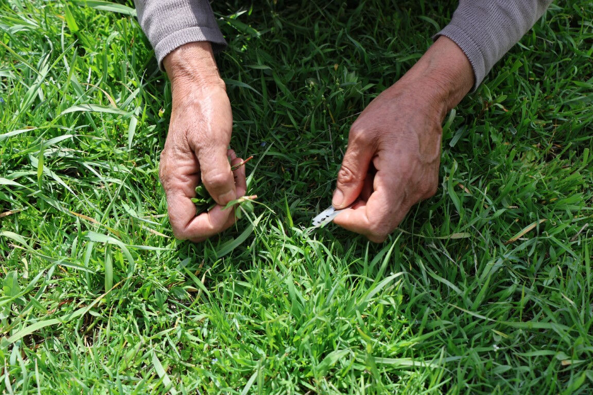 Şimdi toplama zamanı, doğada yetişiyor, şifa saçıyor: Tansiyondan şekere doğal destek!  Şimdi toplama zamanı, doğada yetişiyor, şifa saçıyor: Tansiyondan şekere doğal destek!  - 2. Resim