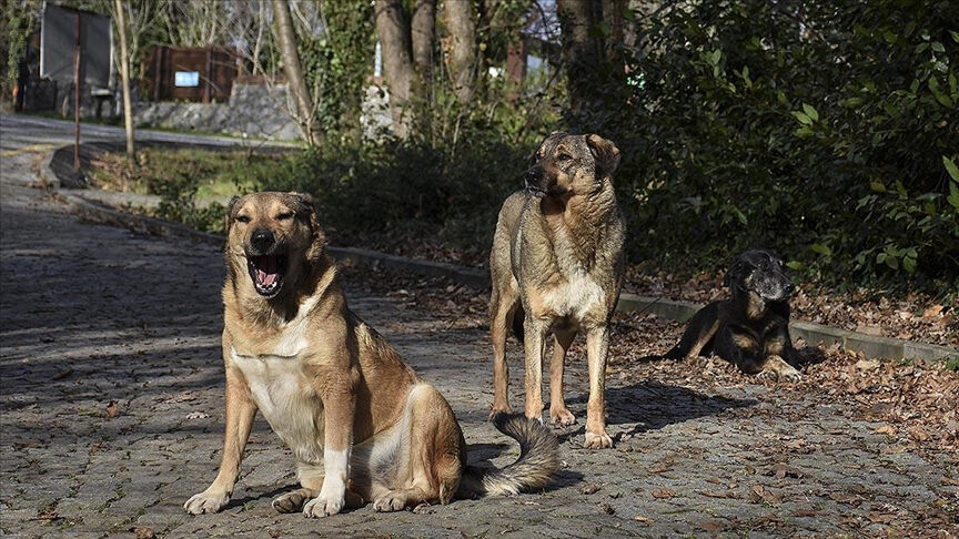 Bakan Yumaklı'dan başıboş köpek açıklaması!