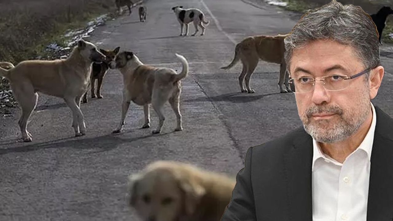 Bakan Yumaklı'dan başıboş köpek açıklaması! "Hayvanlardan insanlara bulaşıyor" Bakan Yumaklı'dan başıboş köpek açıklaması! "Hayvanlardan insanlara bulaşıyor"