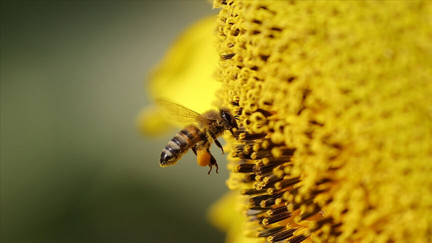 Bir sektör kara kara düşünüyor! Baharın gecikmesi, yeni bir krize neden olabilir - 2. Resim