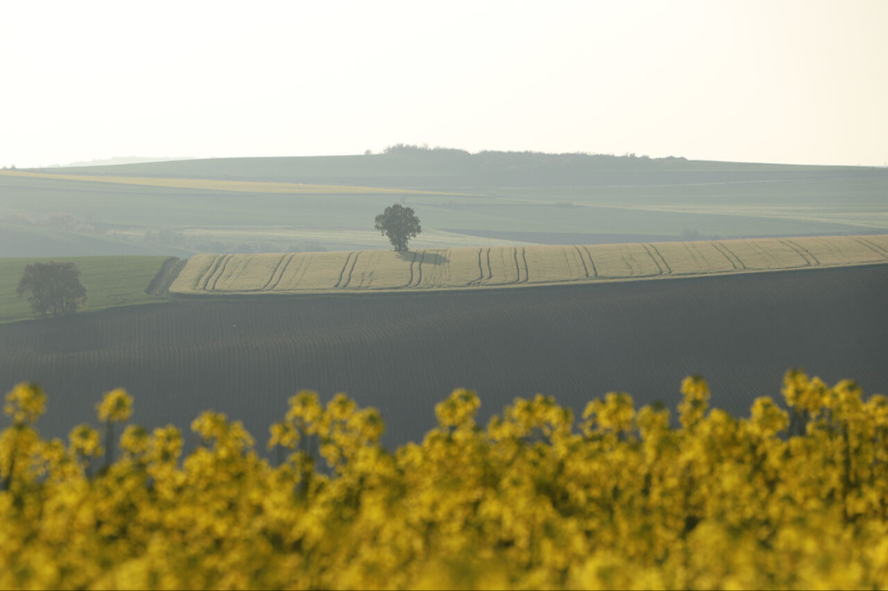 Kanola tarlaları ziyaretçi çekiyor! Fotoğraf çektirmek isteyenler buraya uğruyor - 4. Resim