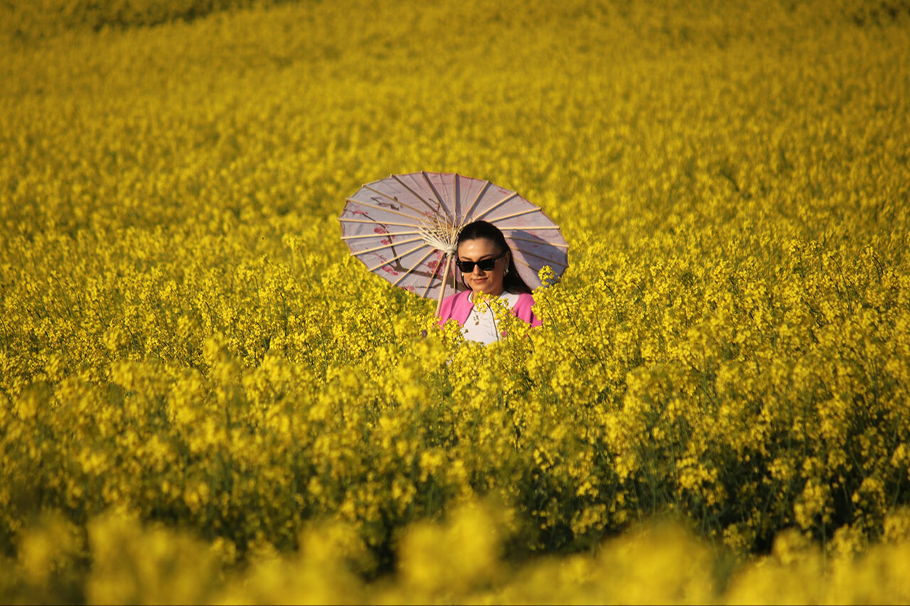 Kanola tarlaları ziyaretçi çekiyor! Fotoğraf çektirmek isteyenler buraya uğruyor - 3. Resim
