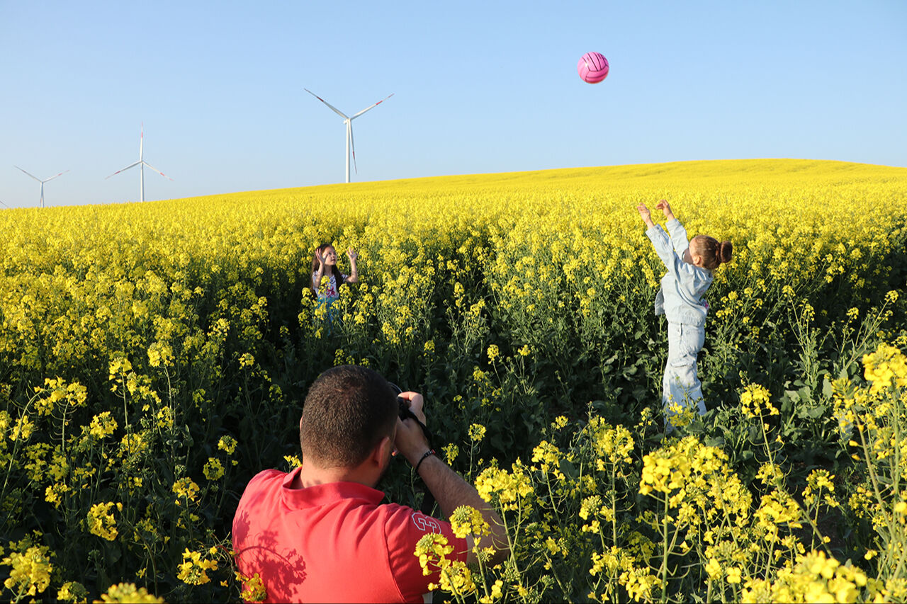 Kanola tarlaları ziyaretçi çekiyor! Fotoğraf çektirmek isteyenler buraya uğruyor - 2. Resim