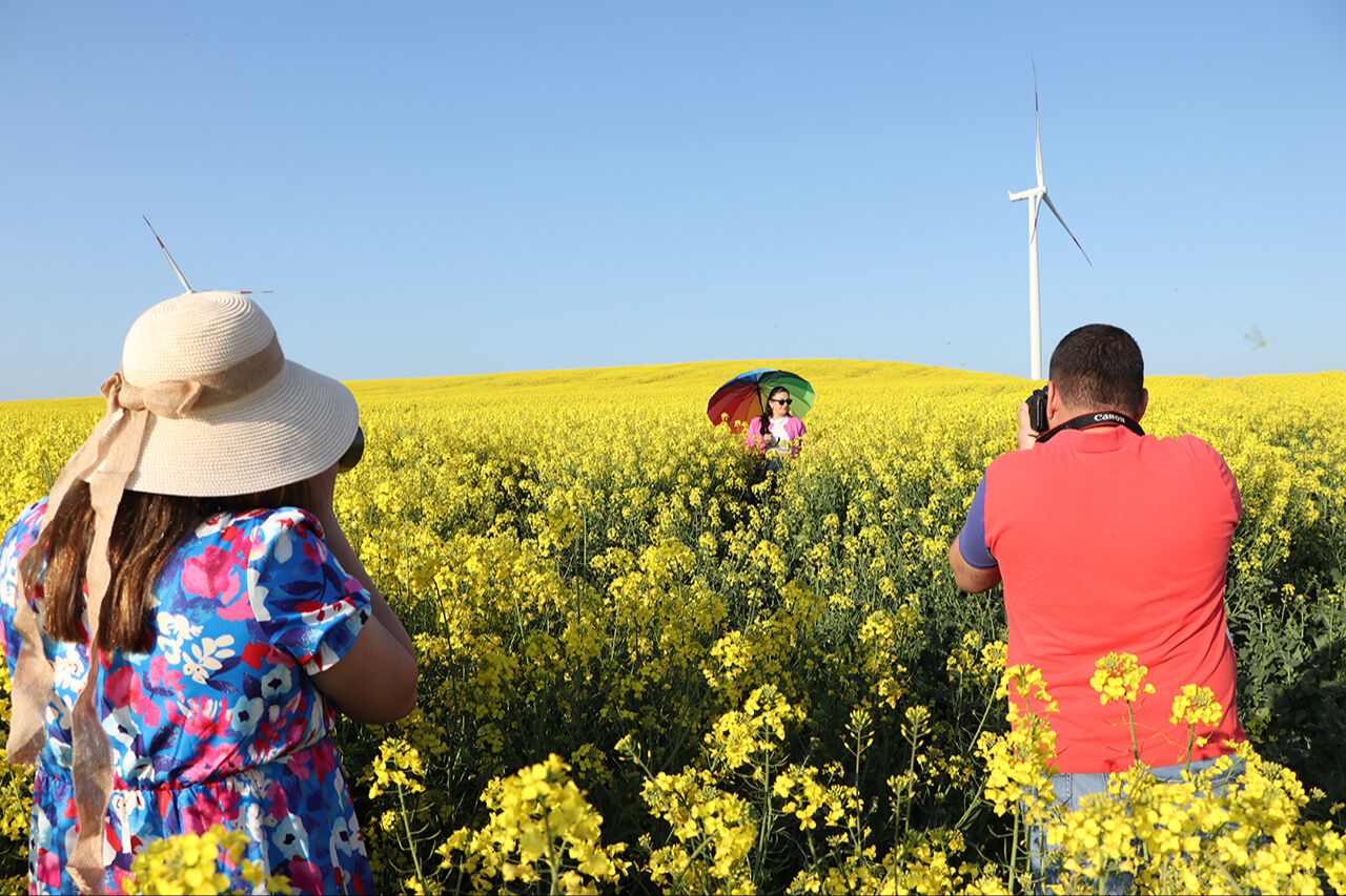 Kanola tarlaları ziyaretçi çekiyor! Fotoğraf çektirmek isteyenler buraya uğruyor - 1. Resim