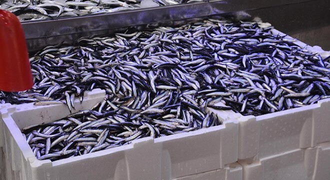 3 ayda 3 milyon dolar kazandırdı! Vatandaş Karadeniz'den çıkardı, dünyaya sattı 3 ayda 3 milyon dolar kazandırdı! Vatandaş Karadeniz'den çıkardı, dünyaya sattı - 1. Resim