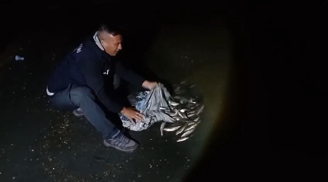 60 kilo bulundu, hepsi canlı ele geçirildi! Dünyada sadece Van Gölü'nde bulunuyor 60 kilo bulundu, hepsi canlı ele geçirildi! Dünyada sadece Van Gölü'nde bulunuyor - 2. Resim