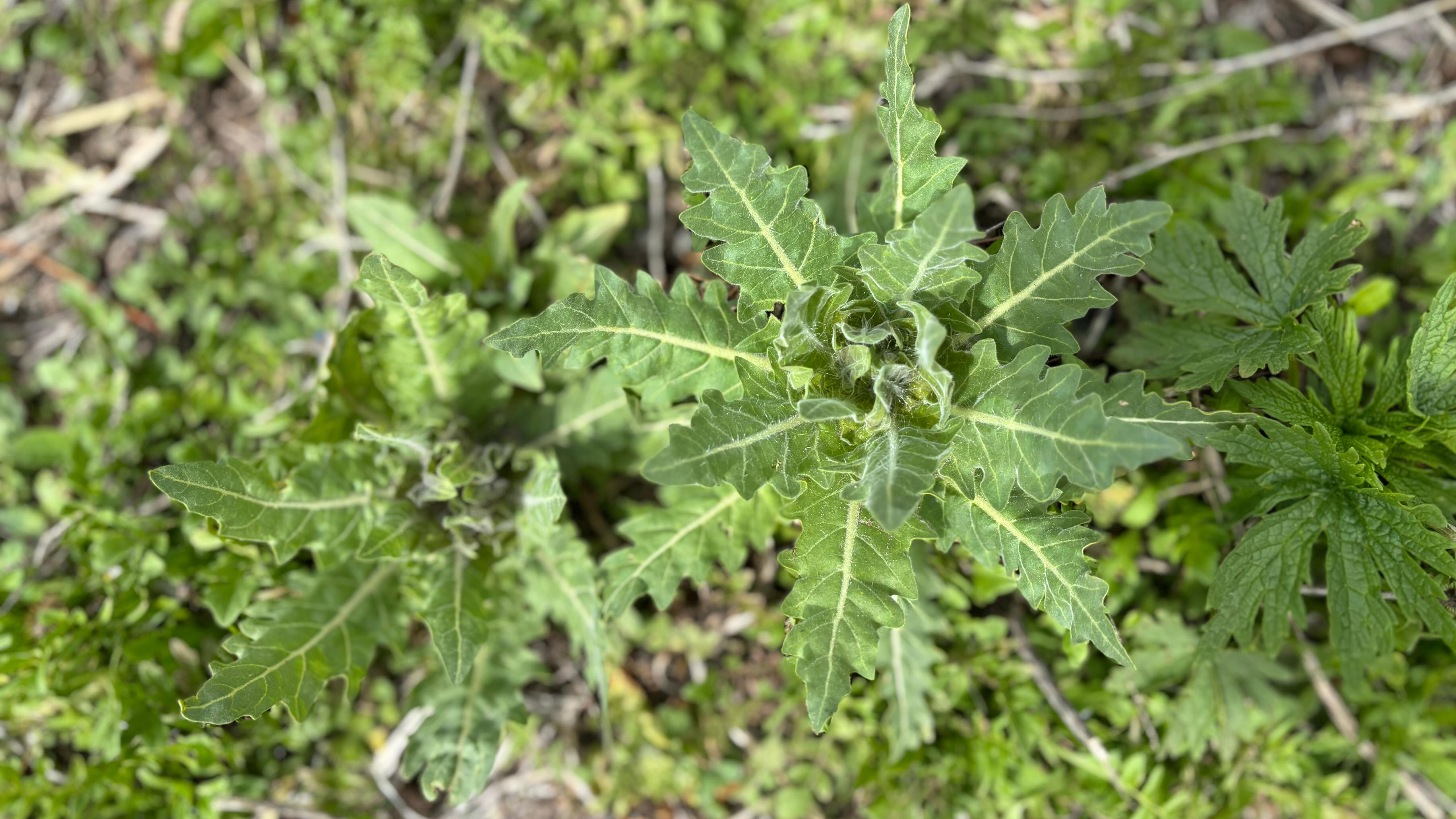 Kars'ın iki ilçesi alarma geçti! Bir lokma yediler, dünyaları değişti Kars'ın iki ilçesi alarma geçti! Bir lokma yediler, dünyaları değişti - 3. Resim