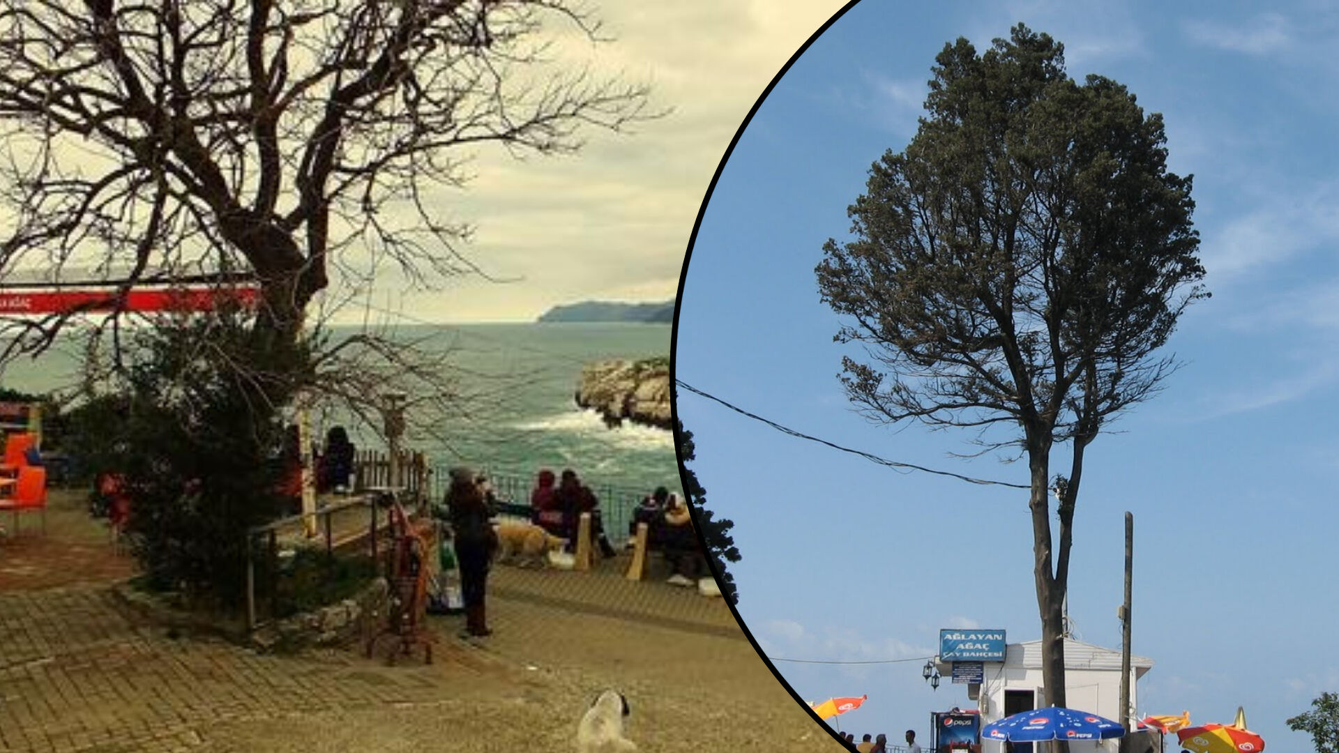 İlçenin sembolüydü! 'Çeşmi cihan'ın ağlayan ağacı kesildi... İlçenin sembolüydü! 'Çeşmi cihan'ın ağlayan ağacı kesildi... - 1. Resim