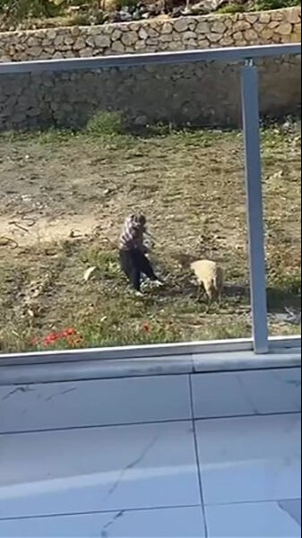 Vicdansızlığın böylesi! Koyunu önce tekmeledi sonra iple eziyet etti - 1. Resim