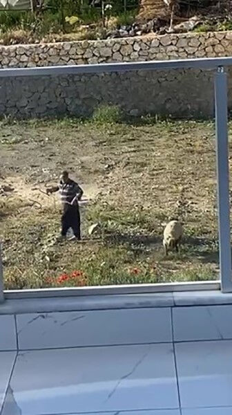 Vicdansızlığın böylesi! Koyunu önce tekmeledi sonra iple eziyet etti - 2. Resim