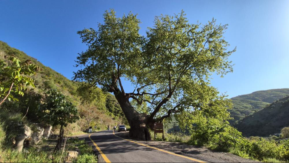 2 devlet, 15 padişah, 12 cumhurbaşkanı gördü! Tam 330 yıllık 2 devlet, 15 padişah, 12 cumhurbaşkanı gördü! Tam 330 yıllık - 4. Resim