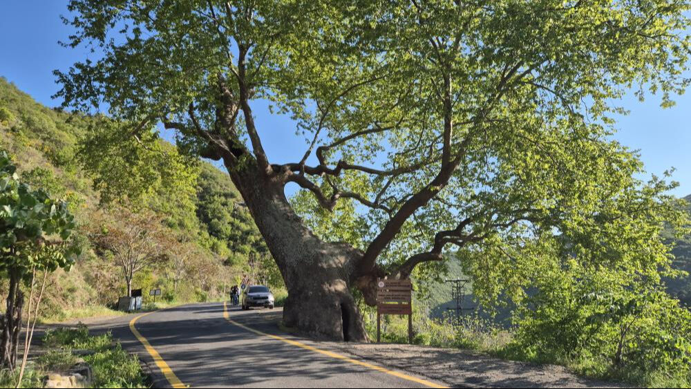 2 devlet, 15 padişah, 12 cumhurbaşkanı gördü! Tam 330 yıllık 2 devlet, 15 padişah, 12 cumhurbaşkanı gördü! Tam 330 yıllık - 3. Resim