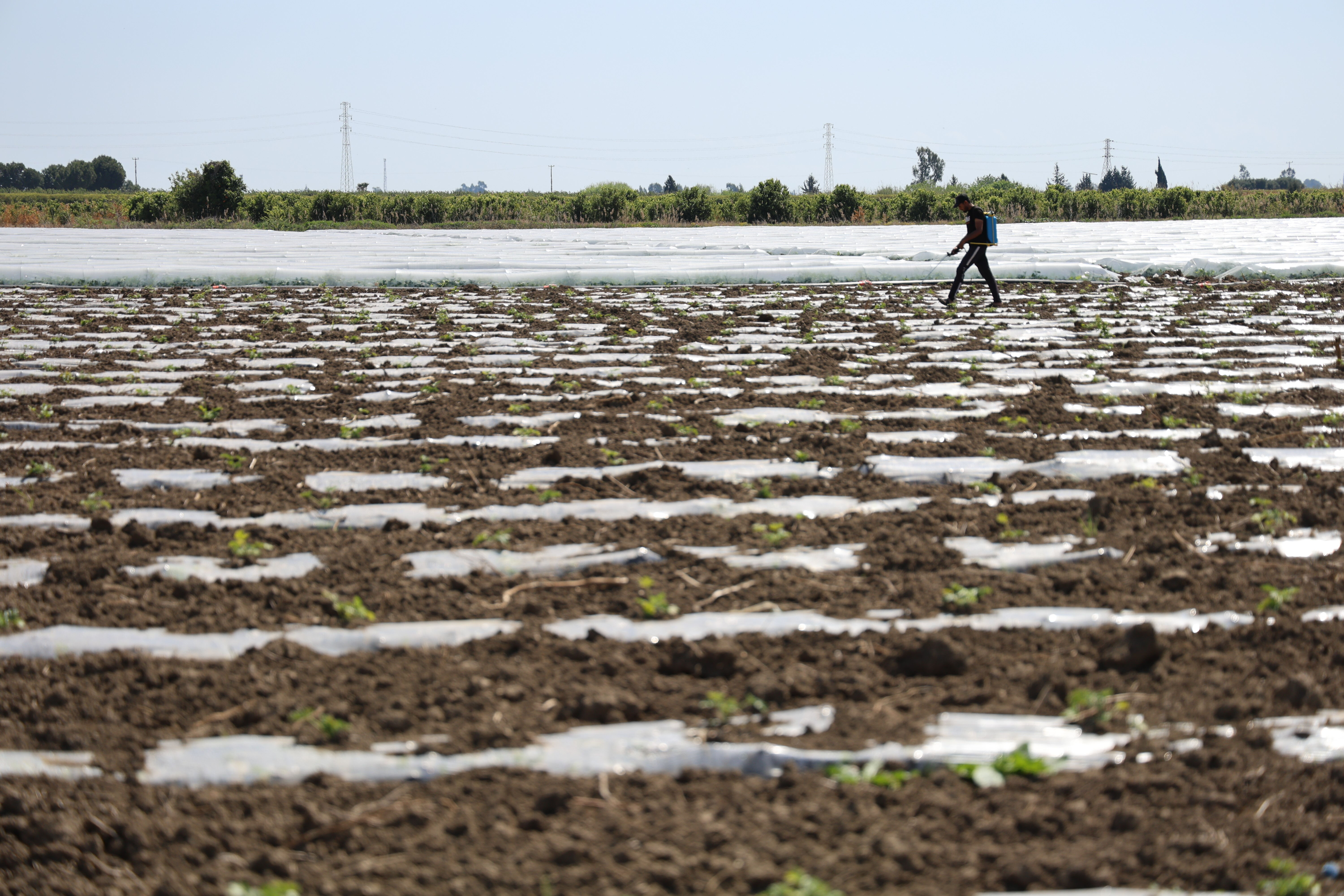 Dünyada ikinci sıradayız: Bu yıl kilosu 10 liradan satılacak! - 2. Resim