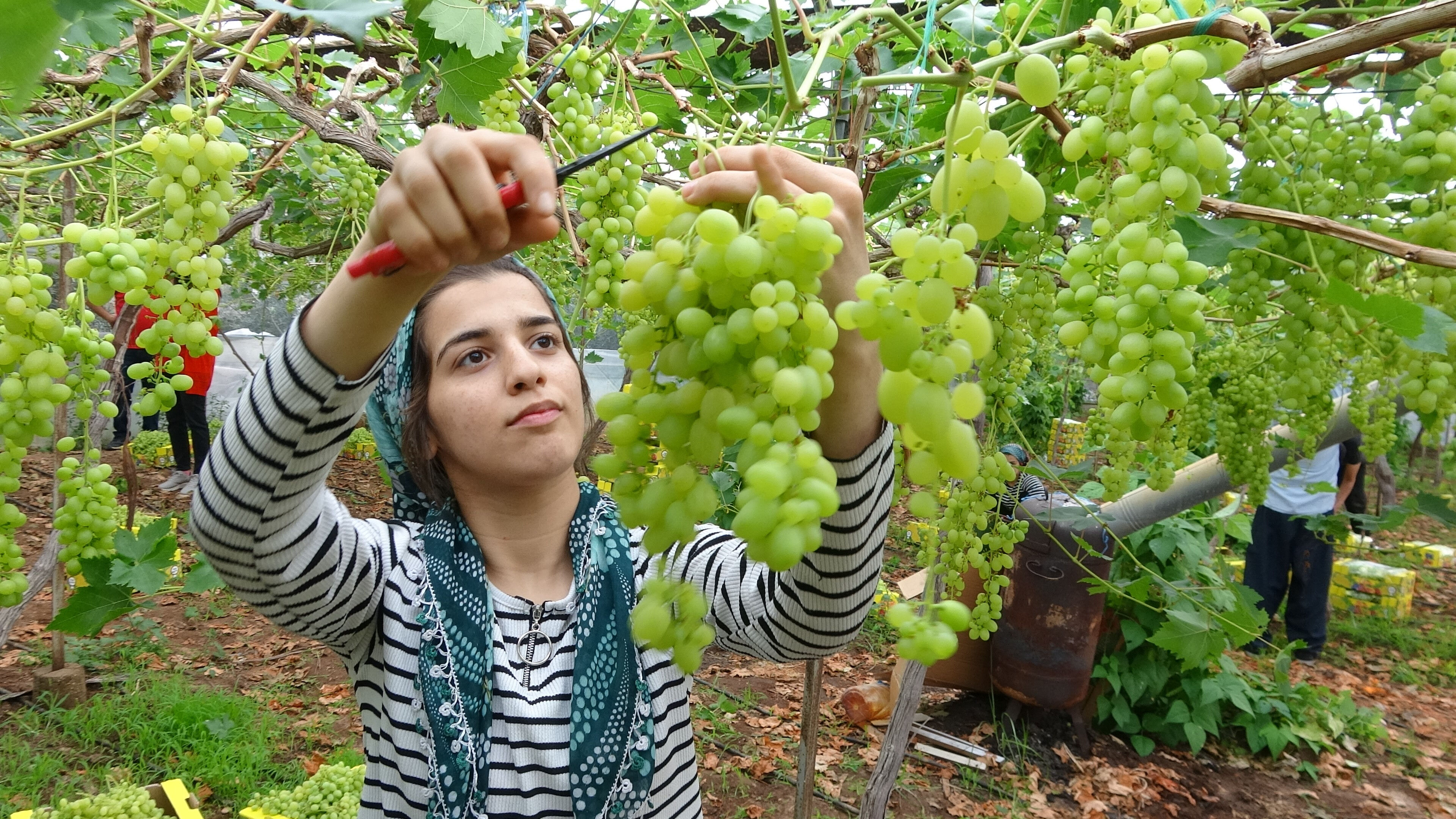 Hasat başladı! Kilosu tarlada 250 TL'den satıldı - 1. Resim