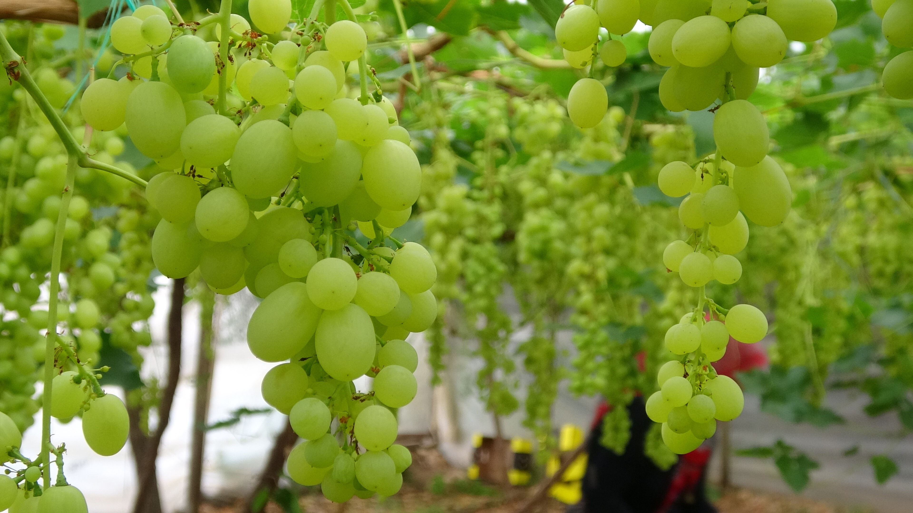 Hasat başladı! Kilosu tarlada 250 TL'den satıldı - 2. Resim