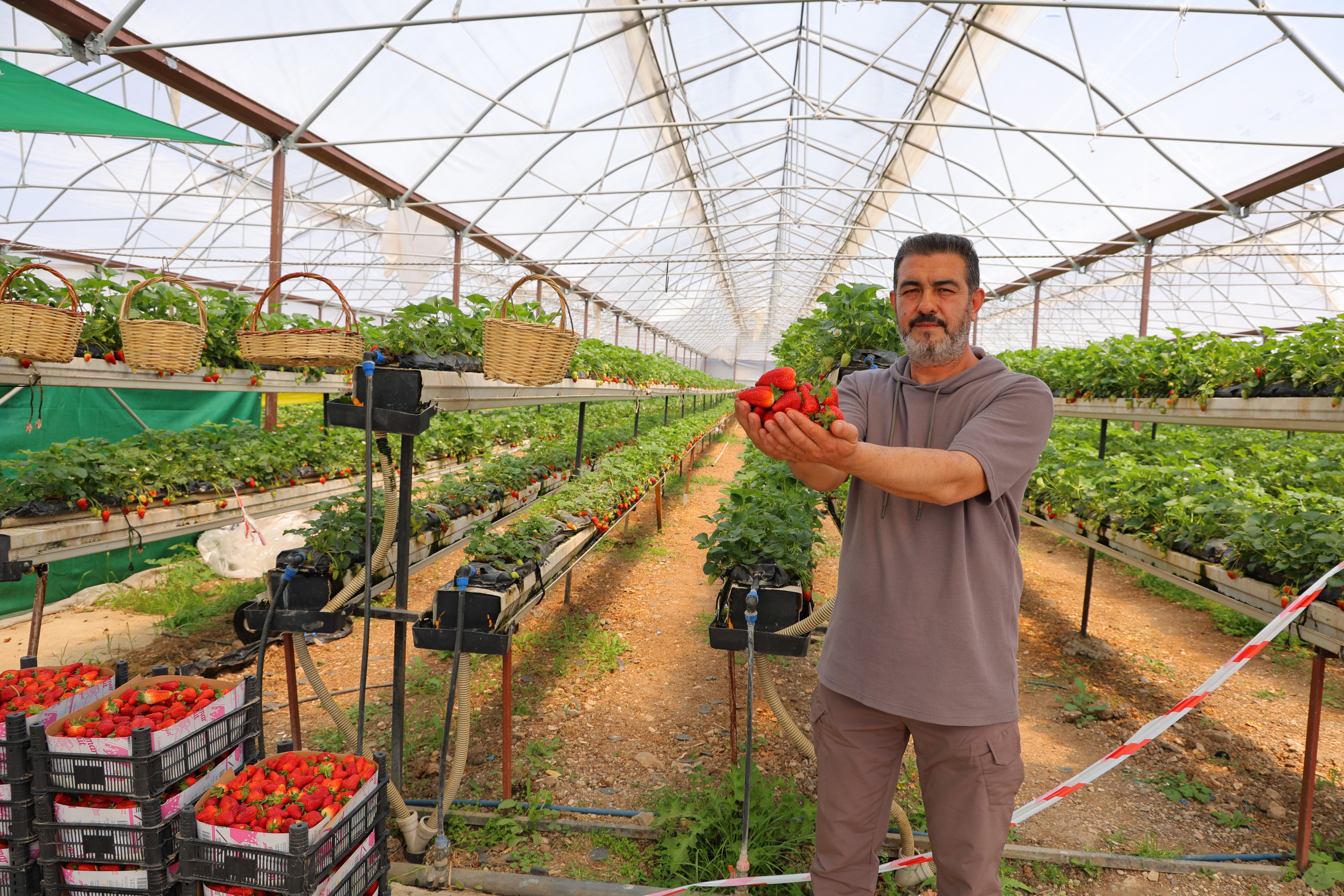 Topraksız üretiliyor! Vatandaş dalından toplayıp satın alıyor - 2. Resim